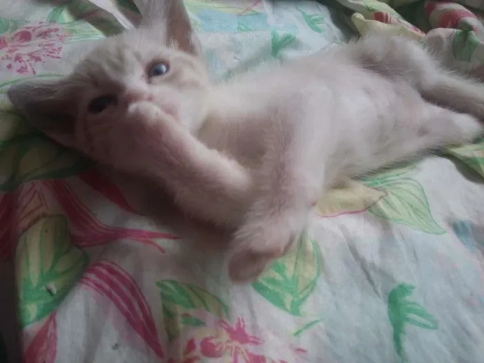 Gato ra a  idade Abaixo de 2 meses nome Nico, nina e pelucia