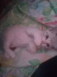 Nico, nina e pelucia