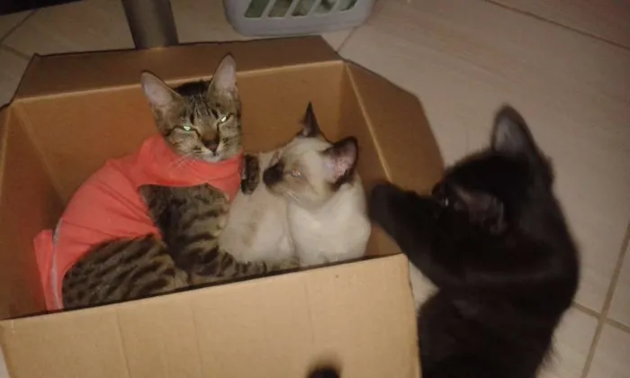 Gato ra a  idade 2 a 6 meses nome  Pudim & Negresco