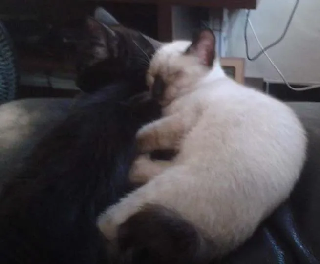 Gato ra a  idade 2 a 6 meses nome  Pudim & Negresco