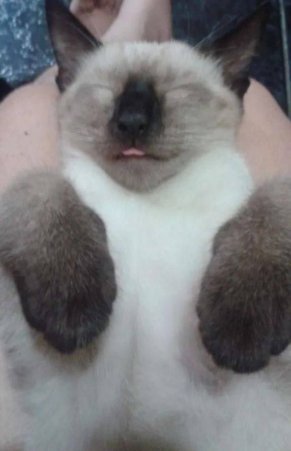 Gato ra a  idade 2 a 6 meses nome  Pudim & Negresco