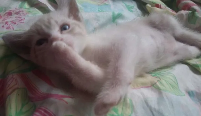 Gato ra a  idade Abaixo de 2 meses nome Nico, nina e pelucia