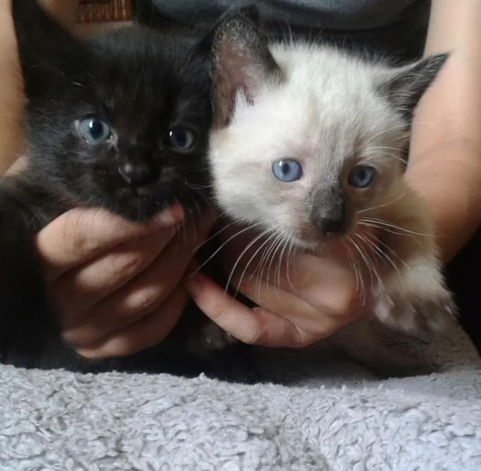 Gato ra a  idade 2 a 6 meses nome  Pudim & Negresco