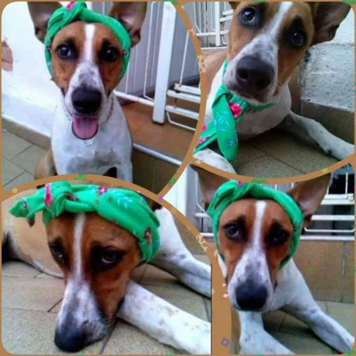 Cachorro ra a vira lata idade 7 a 11 meses nome Alanis