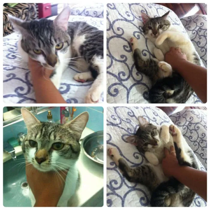Gato ra a Indefinido idade  nome Indefinido