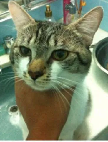 Gato ra a Indefinido idade  nome Indefinido