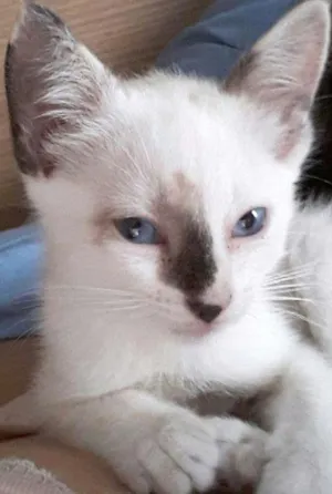 Gato raça Sialata  idade Abaixo de 2 meses nome PRINCESA 