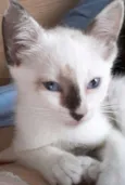 PRINCESA