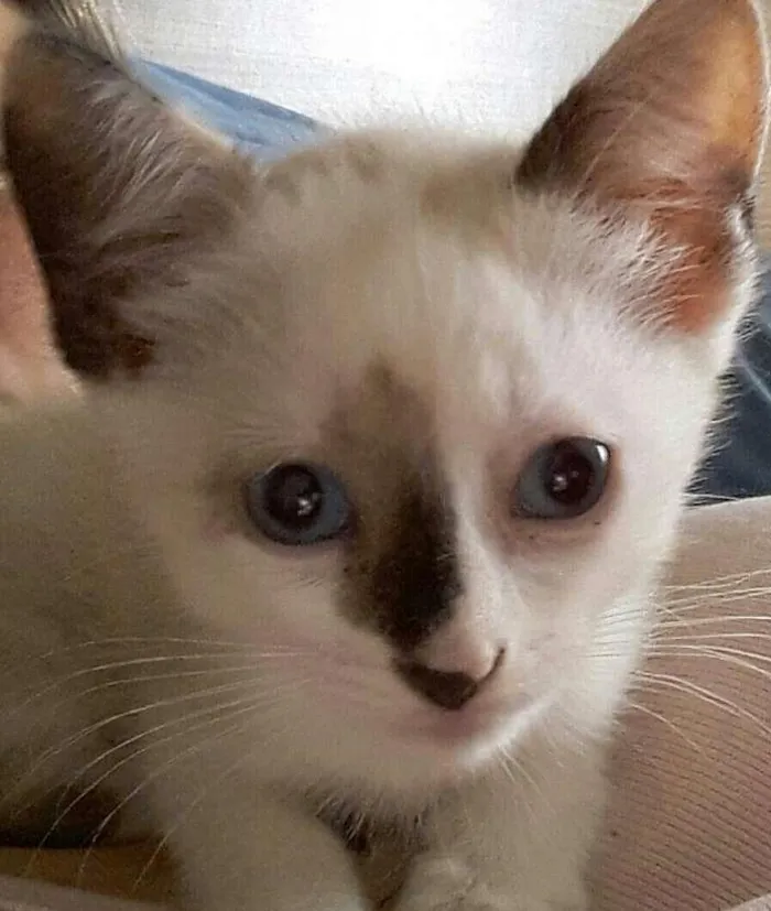 Gato ra a Sialata  idade Abaixo de 2 meses nome PRINCESA 