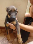 Lindos Filhotes