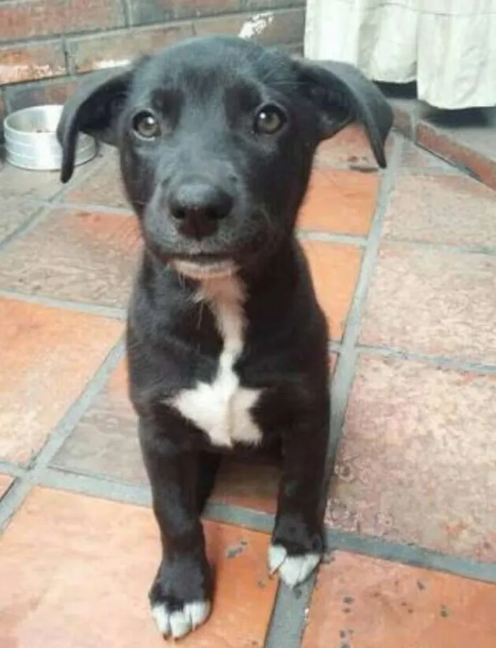 Cachorro ra a Misturada: labrador com viralata idade 2 a 6 meses nome Julie