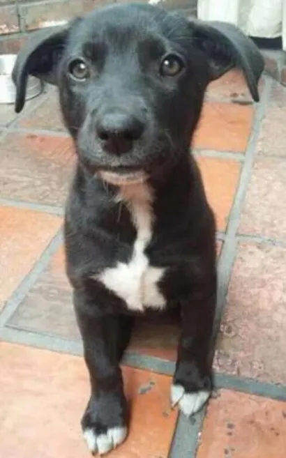 Cachorro raça Misturada: labrador com viralata idade 2 a 6 meses nome Julie