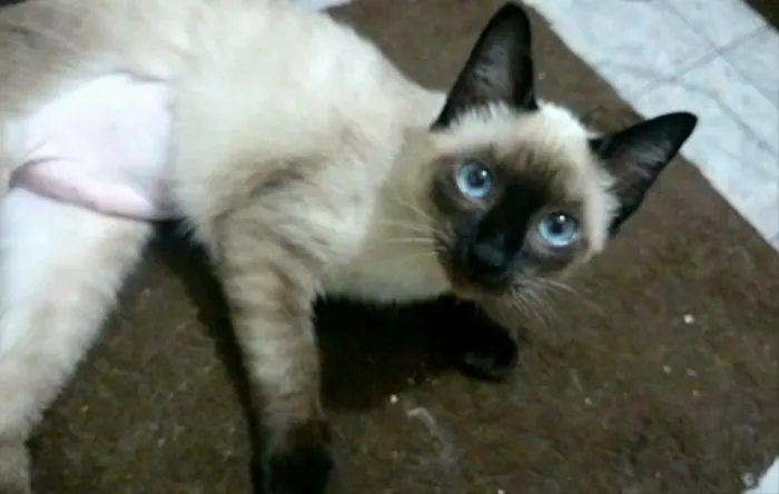 Gato ra a Sialata idade 2 a 6 meses nome Nenem