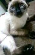 Nenem
