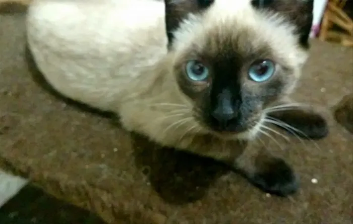 Gato ra a Sialata idade 2 a 6 meses nome Nenem