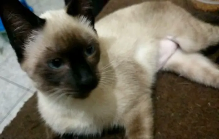 Gato ra a Sialata idade 2 a 6 meses nome Nenem