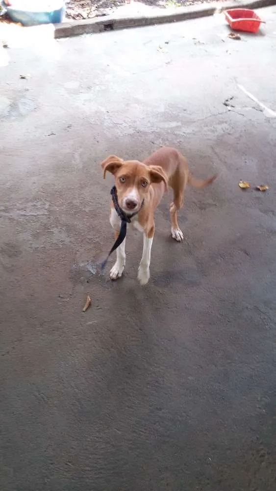 Cachorro ra a mestiço idade 7 a 11 meses nome Diamante