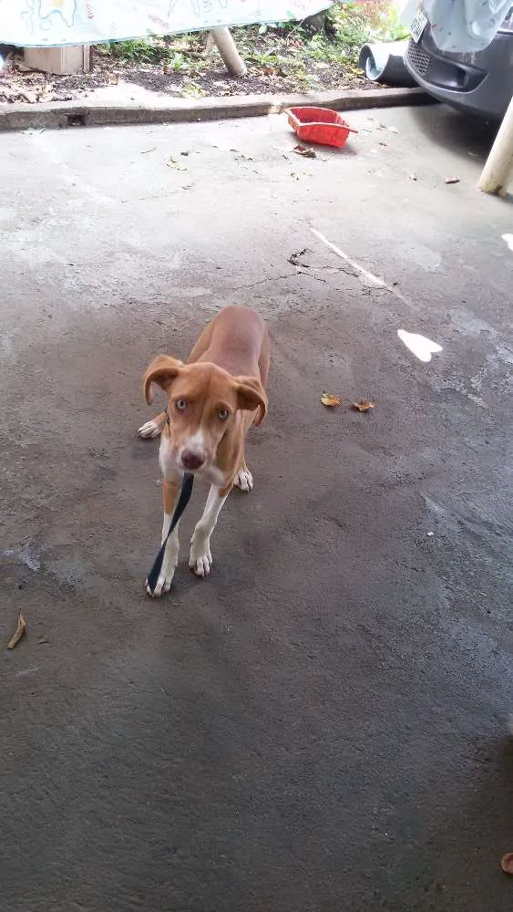 Cachorro ra a mestiço idade 7 a 11 meses nome Diamante