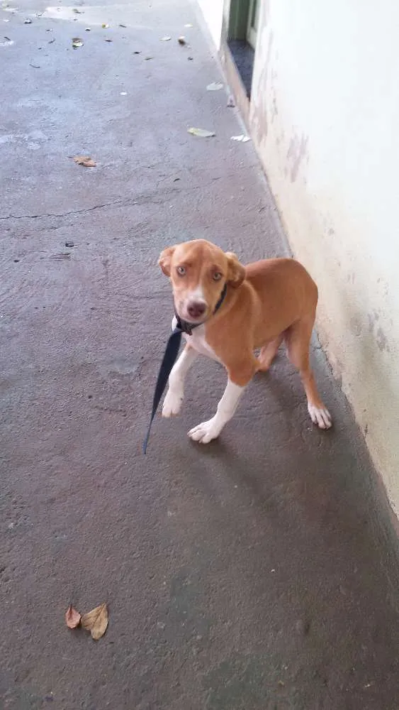 Cachorro ra a mestiço idade 7 a 11 meses nome Diamante