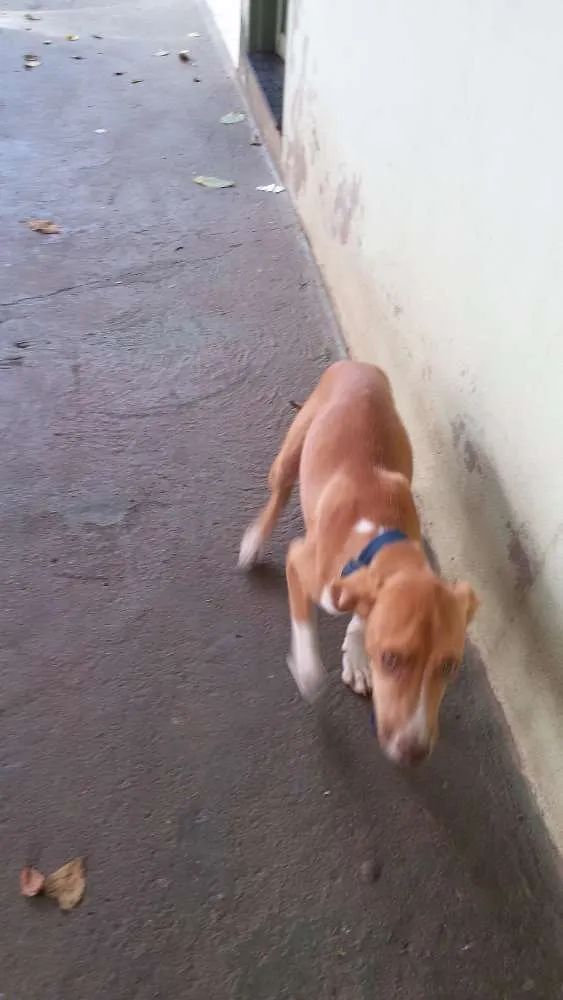 Cachorro ra a mestiço idade 7 a 11 meses nome Diamante