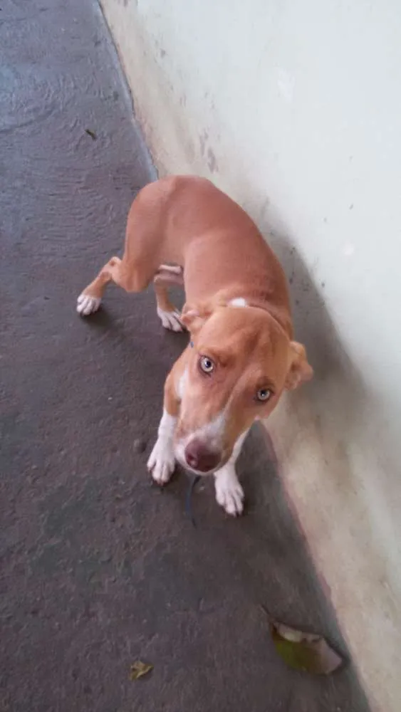 Cachorro ra a mestiço idade 7 a 11 meses nome Diamante