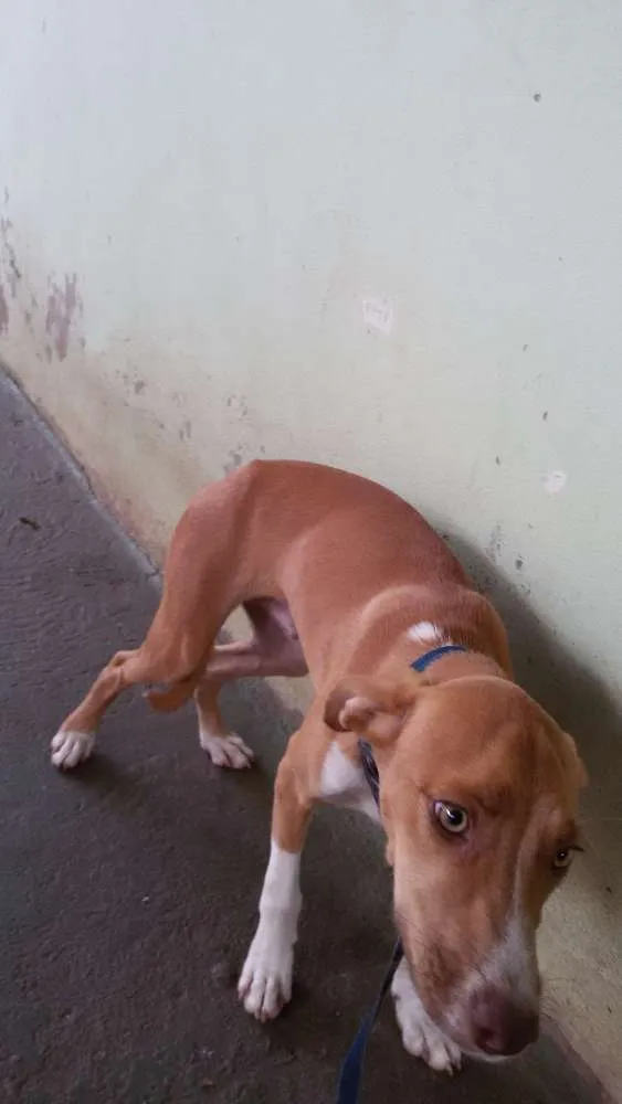 Cachorro ra a mestiço idade 7 a 11 meses nome Diamante