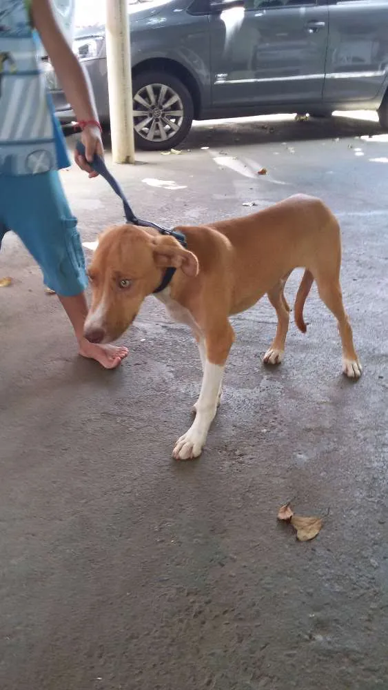 Cachorro ra a mestiço idade 7 a 11 meses nome Diamante