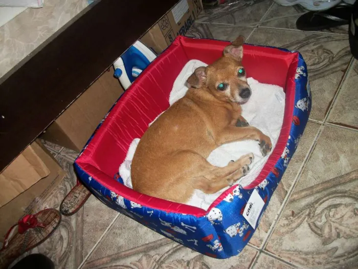 Cachorro raça Pinscher misturado c/ chuau idade 6 ou mais anos nome sharlom