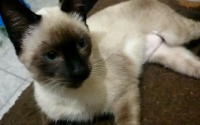 Gato ra a Sialata idade 2 a 6 meses nome Nenem