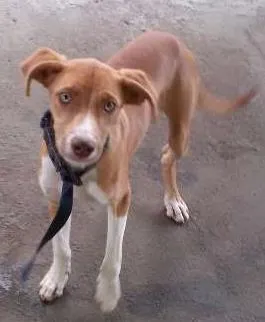 Cachorro ra a mestiço idade 7 a 11 meses nome Diamante