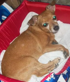Cachorro raça Pinscher misturado c/ chuau idade 6 ou mais anos nome sharlom