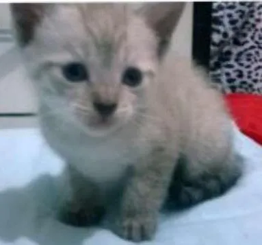 Gato raça Indefinida idade Abaixo de 2 meses nome São cinco gatinhas
