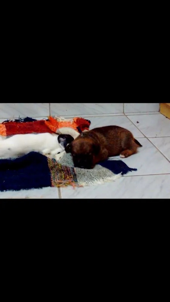 Gato ra a Mistos idade Abaixo de 2 meses nome Sem nomes 