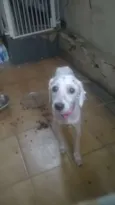 cacau