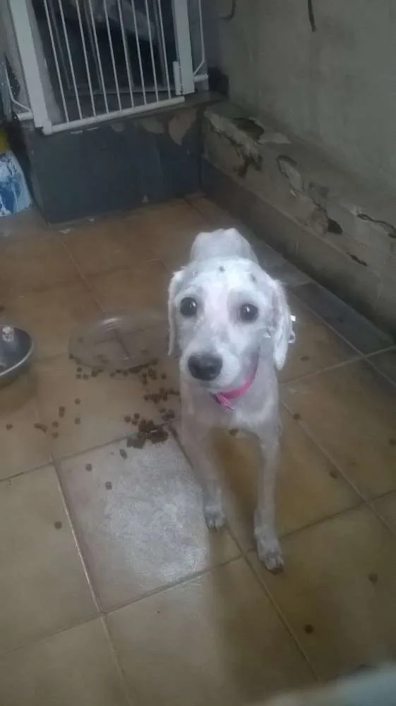 Cachorro ra a Poodle idade 4 anos nome cacau