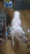 cacau