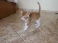 Simba