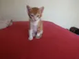 Simba
