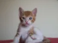 Simba