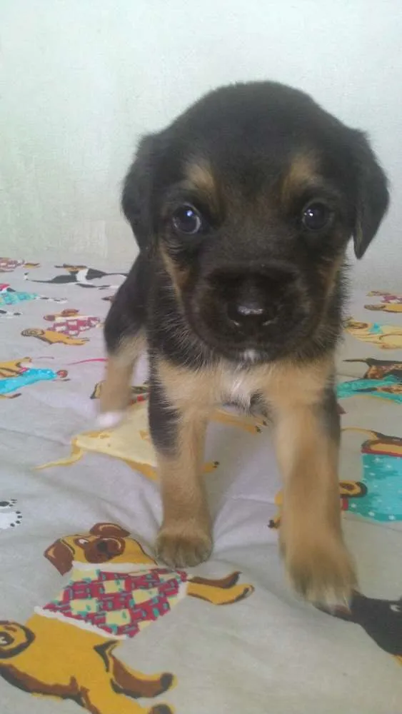 Cachorro ra a srd idade Abaixo de 2 meses nome Sem nome