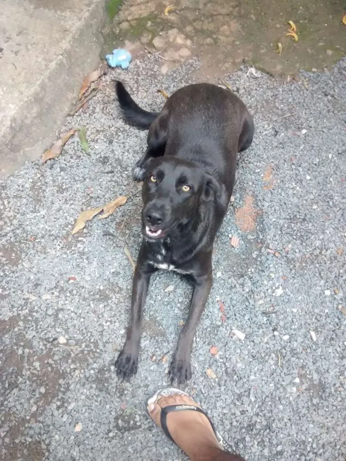 Cachorro raça Labrador idade 2 anos nome Kyra