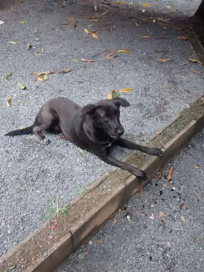 Cachorro raça Labrador idade 2 anos nome Kyra