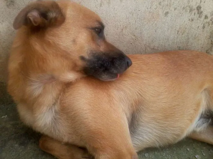 Cachorro ra a mestilço pastor alemao idade 6 ou mais anos nome Ralf