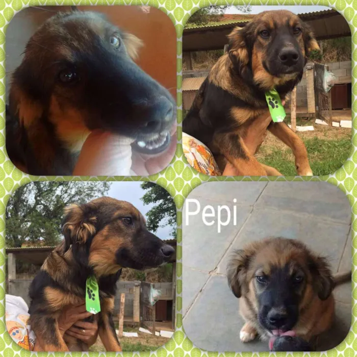 Cachorro ra a Vira Lata idade 1 ano nome Pepi