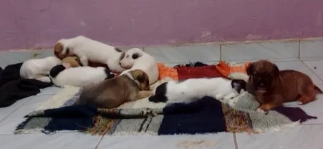 Gato ra a Mistos idade Abaixo de 2 meses nome Sem nomes 