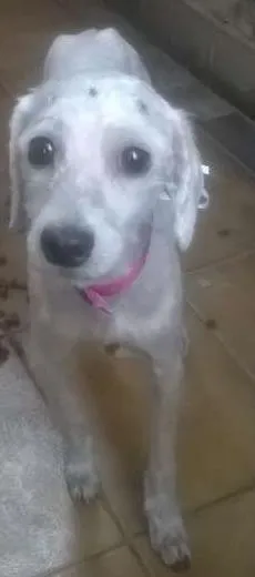 Cachorro ra a Poodle idade 4 anos nome cacau