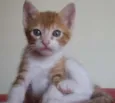 Simba