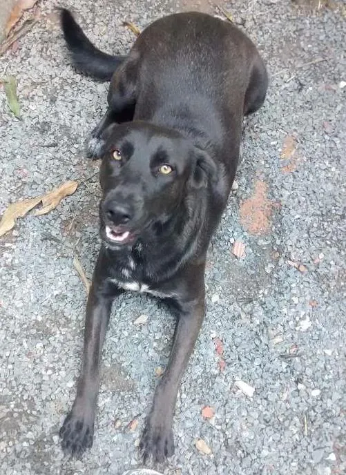 Cachorro raça Labrador idade 2 anos nome Kyra