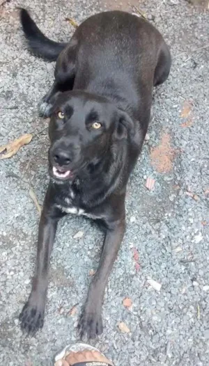 Cachorro raça Labrador idade 2 anos nome Kyra