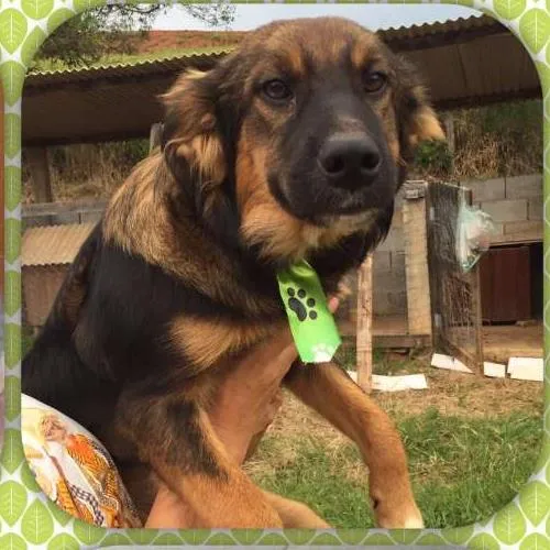 Cachorro ra a Vira Lata idade 1 ano nome Pepi